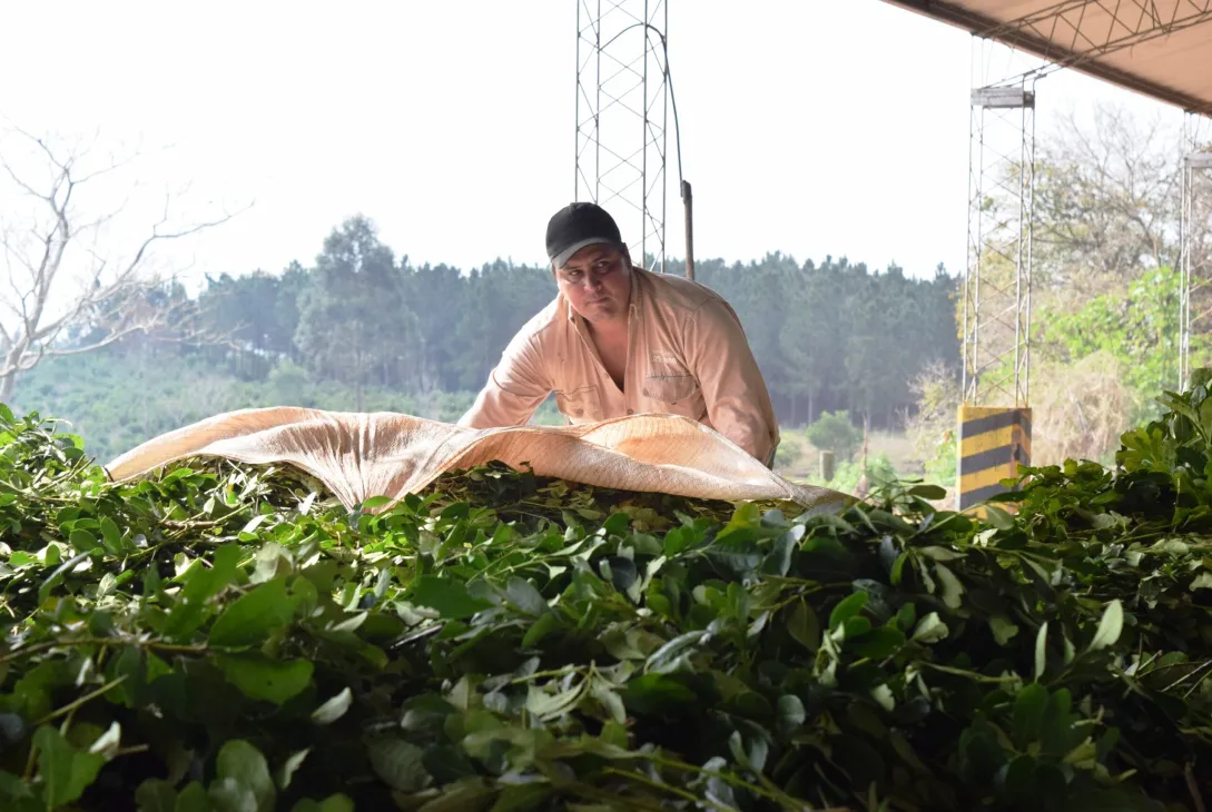 Misiones implementa la trazabilidad para la yerba mate